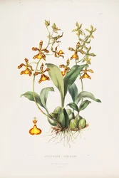 Illustration de Rossioglossum insleayi (comme syn. Oncidium insleayi)